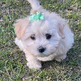 Morkies from Ayana's Morkie Poos