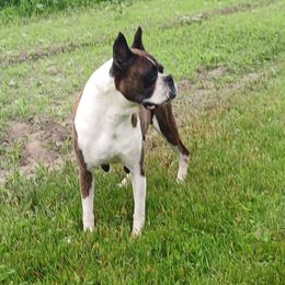 Meadow - Boxer