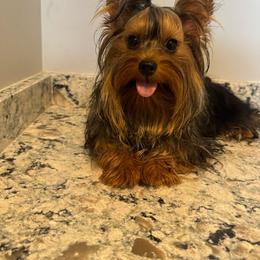 Glitter - Yorkshire Terrier