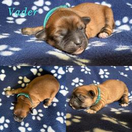 Vader - Red gold male Lhasa Apso puppy in Cincinnati, Ohio from Shangri-La Lhasa Apsos