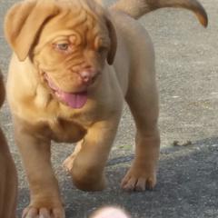 Dogue de Bordeaux Puppies from GingerHaus DDB