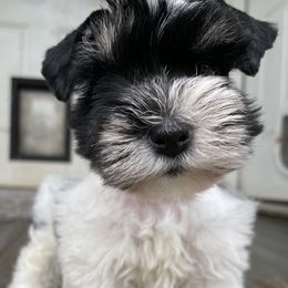 Miniature Schnauzers from Prestigious Schnuazers