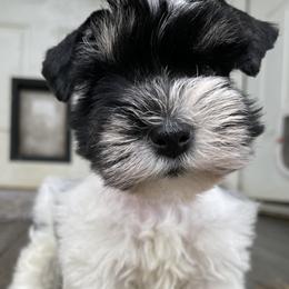 Miniature Schnauzers from Prestigious Schnuazers