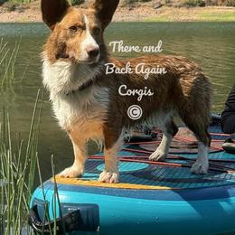 Ignite - American Corgi