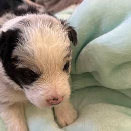 Border Collie Puppies from Janese's Border Collies
