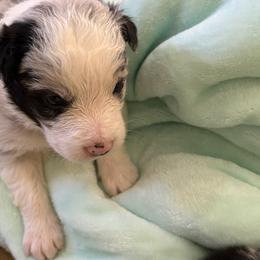 Border Collie Puppies from Janese's Border Collies