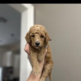 Serenity Red Collar - Red  female Goldendoodle puppy in Pine Prairie, Louisiana from Prairie Paws