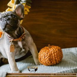 Oliver - Fawn French Bulldog puppy in High Springs, Florida from PDR Frenchies