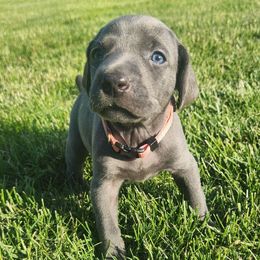 Girl 2 pink - Blue female Weimaraner puppy in Goshen, Indiana from Miller's Weimaraners & Stud