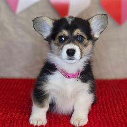 Miss Molly Pink collar - Black and tan female Pembroke Welsh Corgi puppy in Grass Valley, California from Triple M Ranch Corgi's