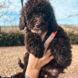 Lavender Collar - Brown female Cockapoo puppy in Richmond, Kentucky from The Doting Doodle