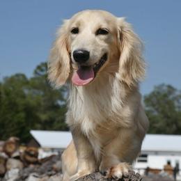 Brúlêe - Dachshund