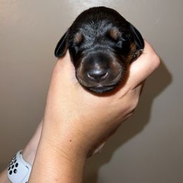 Doberman Pinscher Puppies from Ludic Kennels