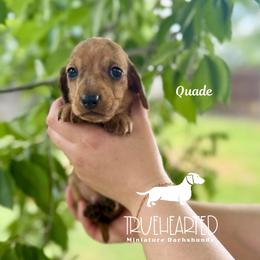 Quade - Dapple male Dachshund puppy in Royse City, Texas from Truehearted Miniature Dachshunds