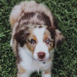 Australian Shepherds from Bar L Aussies