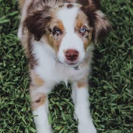 Australian Shepherds from Bar L Aussies