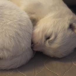 Samoyed Puppies from Morning Star Samoyeds