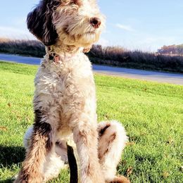Bernedoodle and Goldendoodle All Grown Up from A.N.A. Doodles