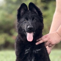 Olivia - Black female German Shepherd puppy in Johnstown, Ohio from Vom Haus Neufus