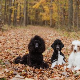 Poodles from Grace & Grit Poodles