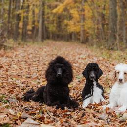 Poodles from Grace & Grit Poodles