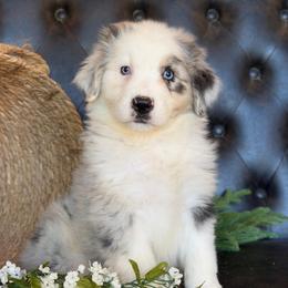 Sammy- Has Tail and Videos - Blue merle male Australian Shepherd puppy in Troy, South Carolina from Lana Corley- Australian Shepherds of 3/W Farms