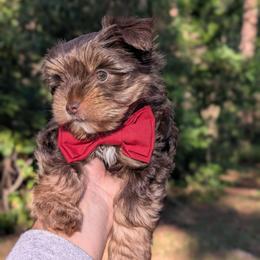 Toddy - Chocolate and tan male Yorkshire Terrier puppy in Columbia, South Carolina from Forever Yourkies 🐾