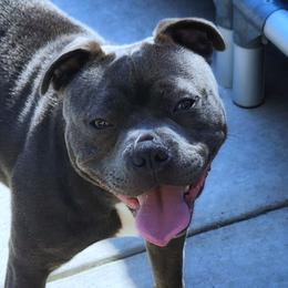 Goblin - Staffordshire Bull Terrier