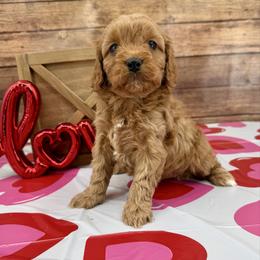 Elizabeth - Red female Cavapoo puppy in Beresford, South Dakota from DAKOTA DOOD RANCH