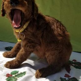 Goldendoodle and Poodle Puppies from Brown’s Poodles & Doodles