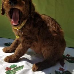 Goldendoodle and Poodle Puppies from Brown’s Poodles & Doodles