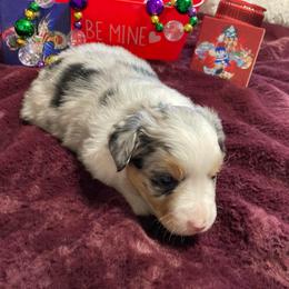 Angelina - Blue merle female Miniature Australian Shepherd puppy in Westwego, Louisiana from Connie's American Eskimo Dogs and Mini Australian Shepherd Dogs