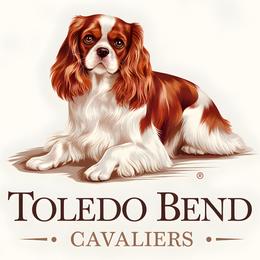 Cavalier King Charles Spaniel puppies from Toledo Bend Cavaliers