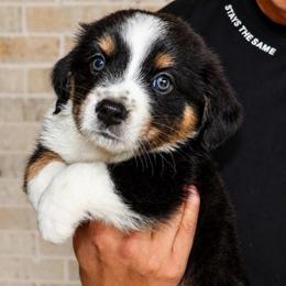 Apollo - Black tri male Miniature Australian Shepherd puppy in Guthrie, Oklahoma from Raised Right Pups