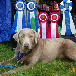 Labrador Retriever All Grown Up from Best Kept Labs