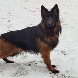 Koda - German Shepherd