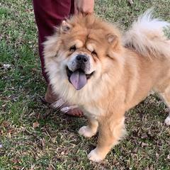 Mars  - Chow Chow