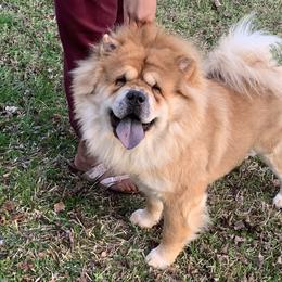 Mars  - Chow Chow