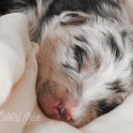 Australian Shepherd, Miniature American Shepherd, Miniature Australian Shepherd, and Toy Australian Shepherd Puppies from Painted Blue Aussies