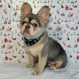 Polaris - Blue fawn male French Bulldog puppy in Plano, Illinois from Velvet Fluffy Pups
