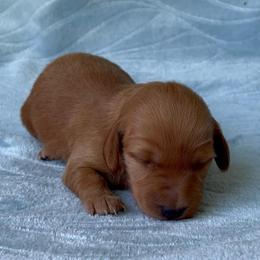 Eleanor - Red female Dachshund puppy in Pilot Point, Texas from Diamond B Doxies