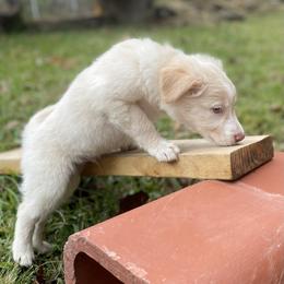 Border Collie Puppies from Collie Wood Hills