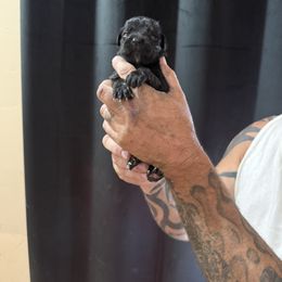 Boy 3 - male Cane Corso puppy in Queen Creek, Arizona from Cane Corso Royal Kennels AZ