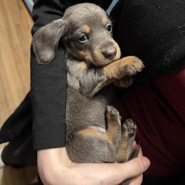 Blitzen AKC - Blue and tan female Dachshund puppy in Erie, Michigan from Champagne’s Grinch Toe’d Dachshunds