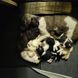 Goldendoodle puppies from S & B Doodles