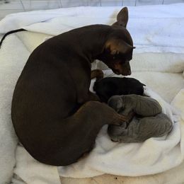 Miniature Pinscher Puppies from MIN.PINS🐶Florida