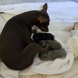 Miniature Pinscher Puppies from MIN.PINS🐶Florida