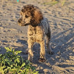 Opal - Brindle Poodle puppy in Long Beach, Washington from Sandcastle Standard Poodles