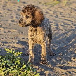Opal - Brindle Poodle puppy in Long Beach, Washington from Sandcastle Standard Poodles