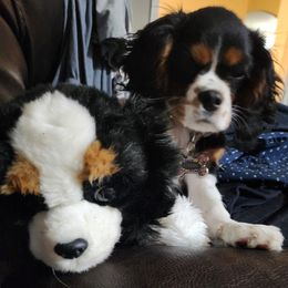 Cavalier King Charles Spaniel, Cavapoo, and Poodle Puppies from Far West Texas Oodles of Cavi's & Cavoodles